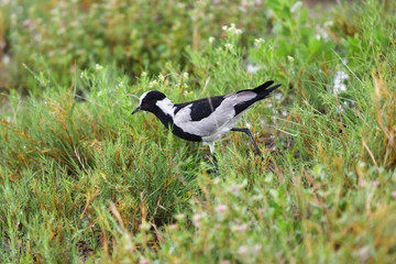 White-tailed Shrike, Namibia