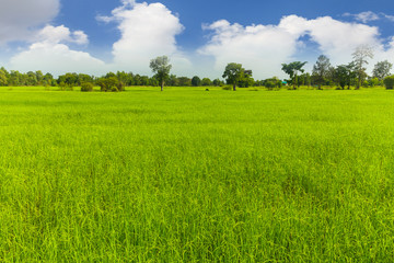 Obraz premium Rice fields