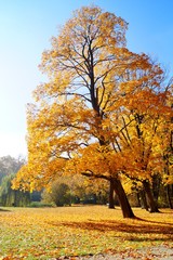 Beautiful autumn landscape - great autumn trees - autumn alley