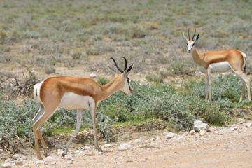 Naklejka na ściany i meble Antelopes springbok, Etosha, Namibia
