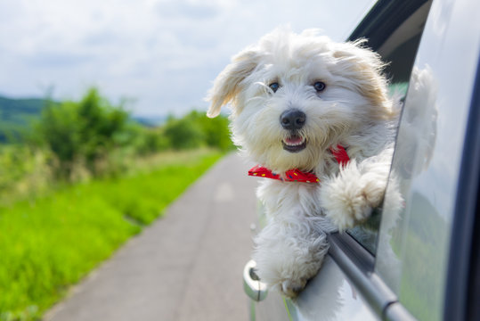 Bichon Frise Looking Out Of Car Window