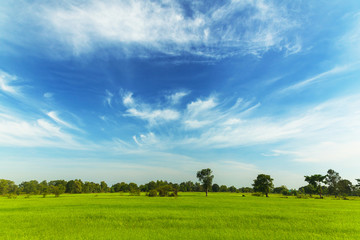 Rice fields