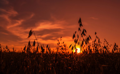 picturesque scene. oats field and red sunset in background. dramatic sky with overcast clouds. oats...