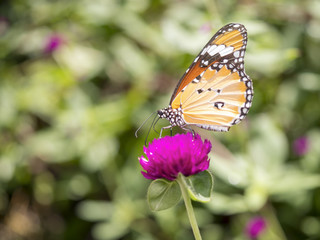 Fototapeta na wymiar Close up butterfly in Globe amaranth flower 7