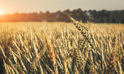 Wheat field. Ears of golden wheat close up. Beautiful Nature Sunset Landscape. Rural Scenery under Shining Sunlight.  vintage creative effect. soft light effect