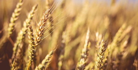 Close up of golden ear on the wheat or rye field background. small depth of field. landscape in rural. rich harvest. retro style. vintage creative effect