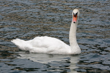 Fototapeta premium Mute Swan (Cygnus olor)