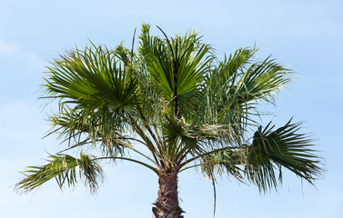 Palm tree on sky background.