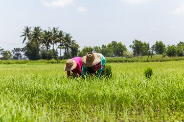 Farmers working in rice field