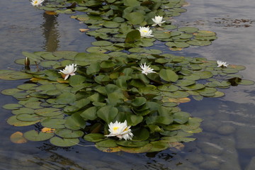 Water Lily - Nymphaea