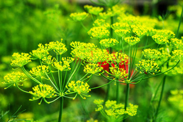 Dill, plant in the garden