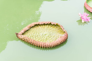 Amazon lily pad (Victoria Regia) isolated on white