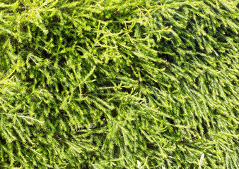 Green needles texture (background).