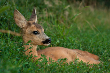 Rest young roe deer by the forest