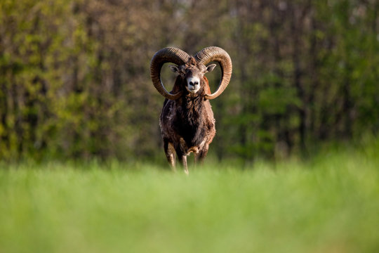 Mouflon in slovak wilderness