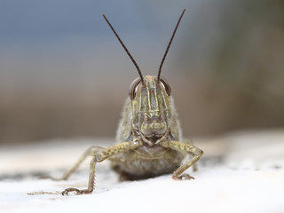 Portrait of Egyptian locust grasshopper, Anacridium aegyptium