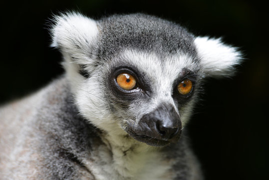 Ring-tailed lemur against a black background