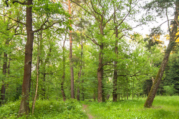 Fototapeta na wymiar Footpath in summer sunny forest