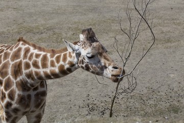 Giraffe (Giraffa camelopardalis)