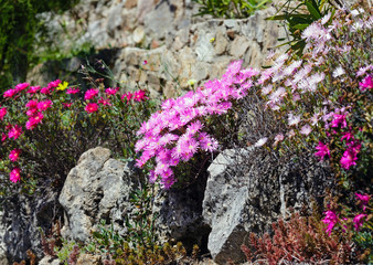 Pink flowers (Carpobrotus) closeup.