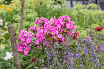 Obraz premium Variety of colorful garden flowers
