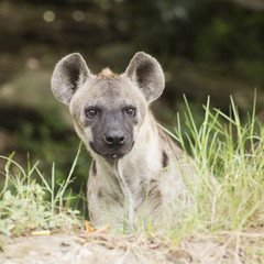 Spotted Hyena watching
