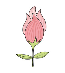 rose flower drawn decoration icon