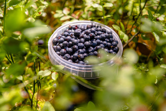 bucket of blueberries forest stands in the meadow