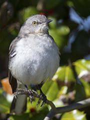Northern Mockingbird