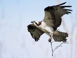 Osprey in Flight carrying Branches for Nest