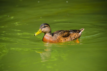 Schwimmende Enten