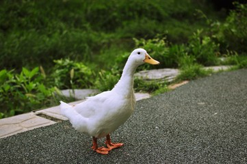 white duck on the road