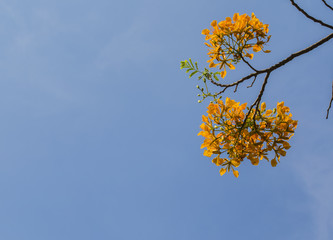 Orange natural beauty of blooming flowers