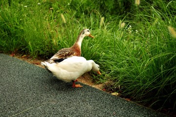 Two ducks finding way to go to river