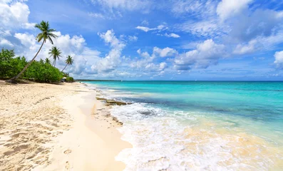Foto op Aluminium Beautiful beach with palm trees. Tropical paradise beach with white sand. Summer tropical landscape, panoramic view. Summer vacation travel holiday background concept. Caribbean beach. Palm beach © Vladimir Sazonov