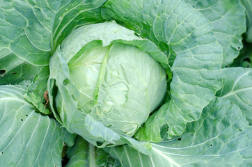 Obraz premium Fresh Cabbage in the Garden