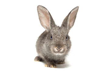 rabbit on a white background