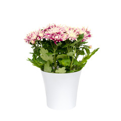 Fototapeta premium Chrysanthemum flower in pot isolated in white background