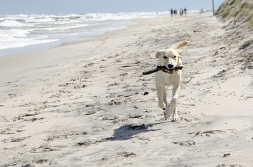young labrador running with a stick