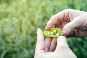 peas freshly picked from the earth