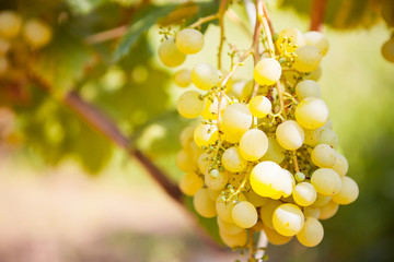 White wine grapes in vineyard on a sunny day