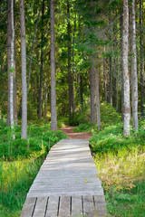 Obraz premium Walking path in the pine forest