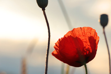 Obraz premium Mohnblume im Sonnenaufgang