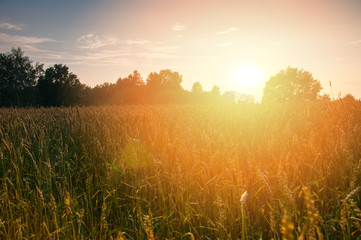 Golden ripe wheat ears