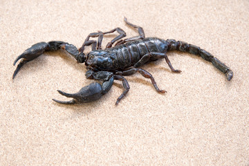 Emperor Scorpion  on rusty background.