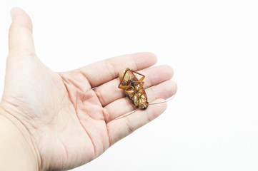 Hand holding brown cockroach over white background,Cockroaches isolate on white background,Cockroaches as carriers of disease