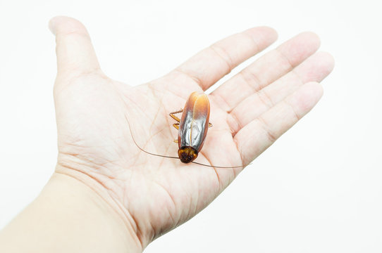Hand holding brown cockroach over white background,Cockroaches isolate on white background,Cockroaches as carriers of disease