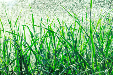 Grass with water drops in the early morning