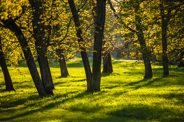 Park in evening sunlight