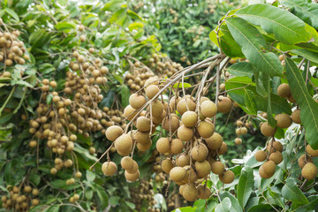 One longan bunch